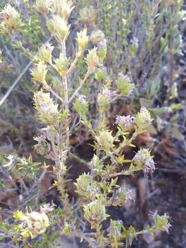 Image of Thymus lotocephalus G. López & R. Morales