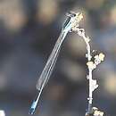 Image of Swamp Bluet