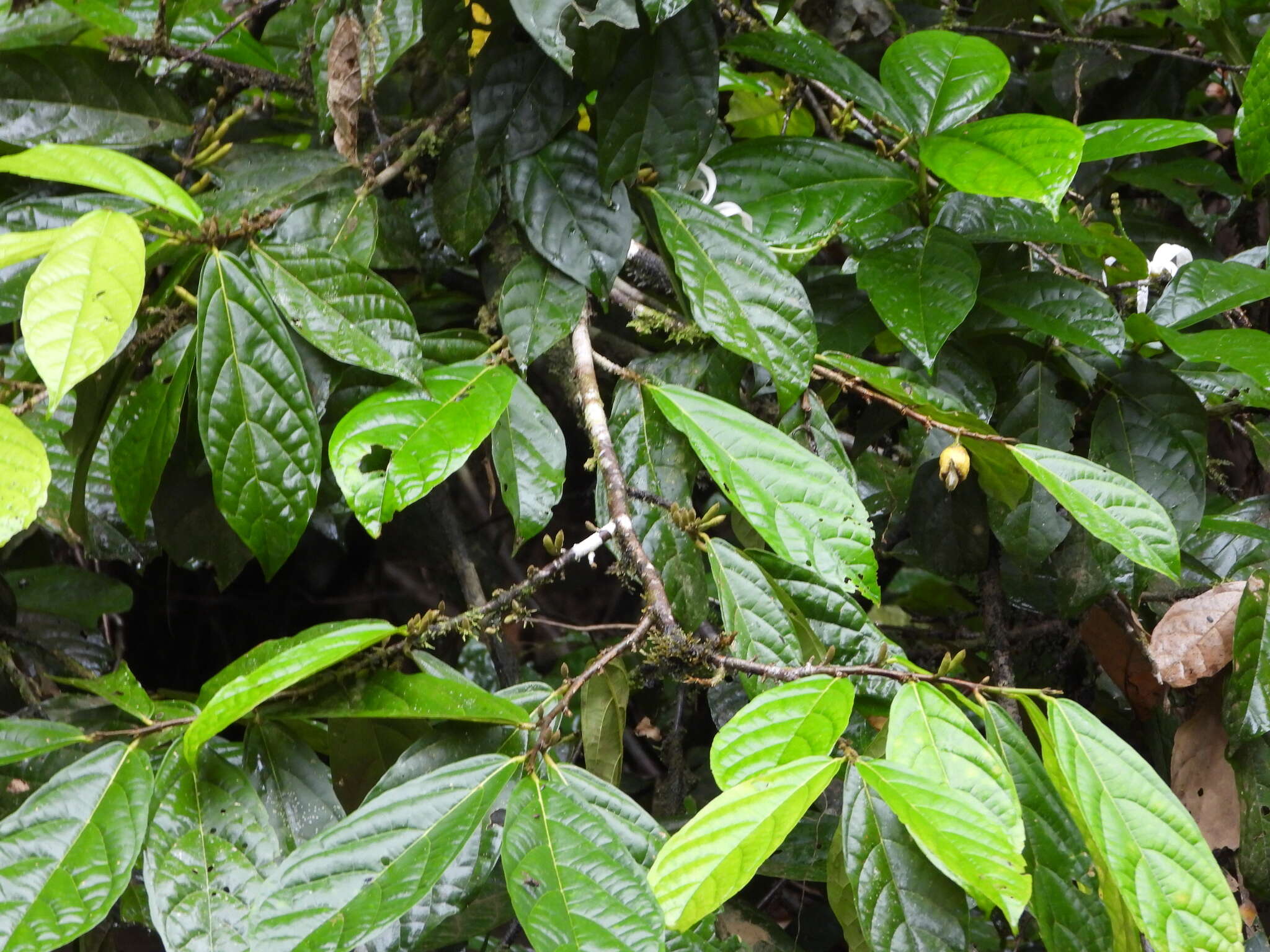 Image of Quararibea guianensis Aubl.