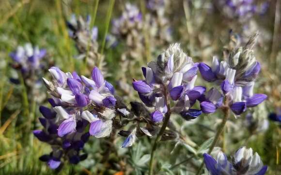 Plancia ëd Lupinus sellulus var. lobbii (S. Watson) B. J. Cox