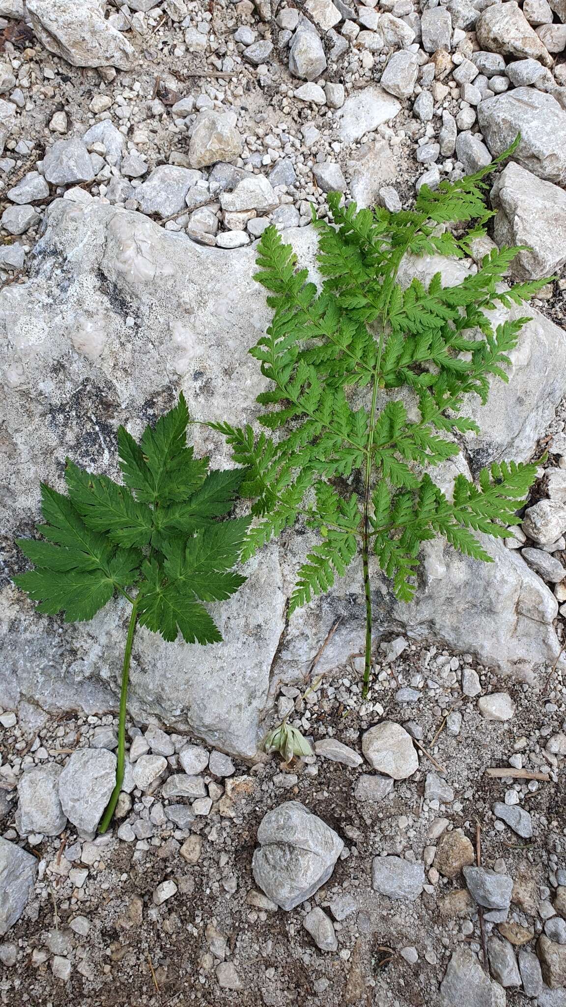 Imagem de Chaerophyllum villarsii W. D. J. Koch