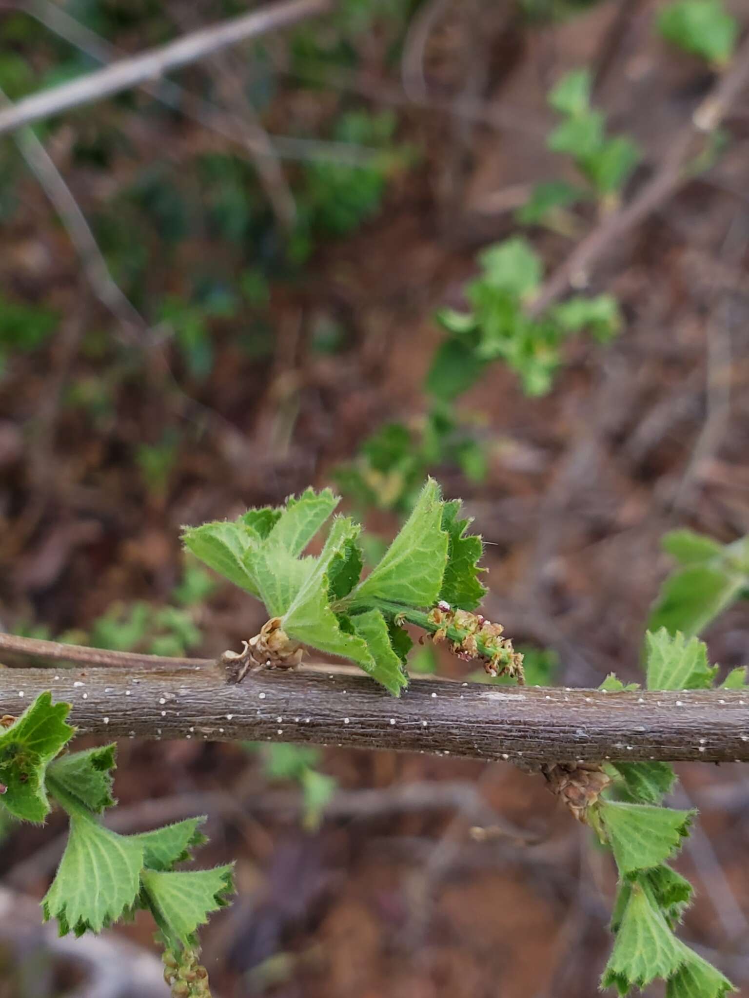 Image of Acalypha boinensis Leandri