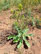 Imagem de Brassica elongata subsp. integrifolia (Boiss.) Breistr.