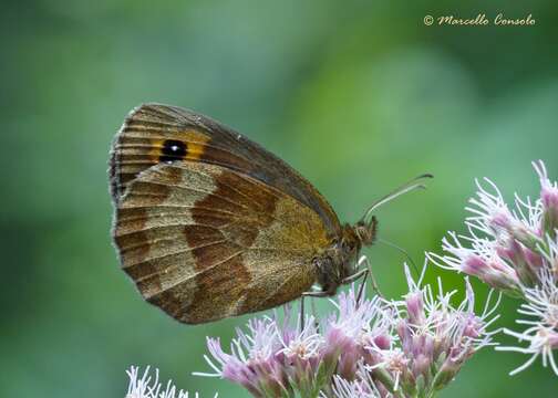 Image de moiré sylvicole