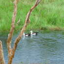 Image of Australian Radjah Shelduck