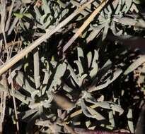 Imagem de Eriogonum arborescens Greene