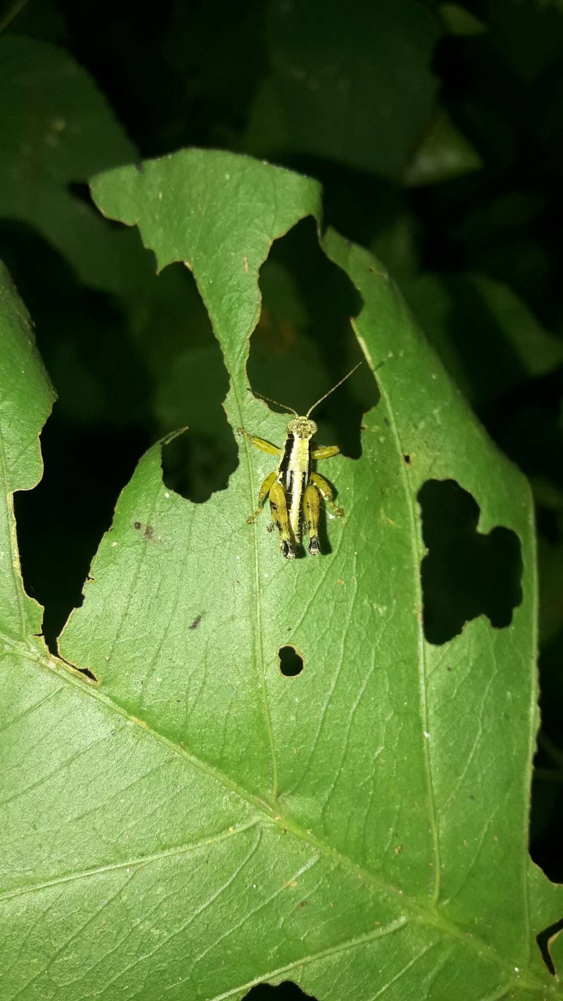 Слика од Hazelacris nigrovittatus Ronderos 1981