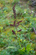 Image of black false hellebore