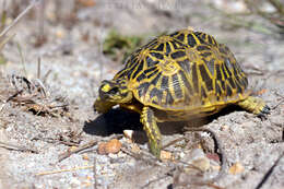 Слика од Psammobates geometricus (Linnaeus 1758)