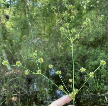 Image of Juncus polycephalus Michx.