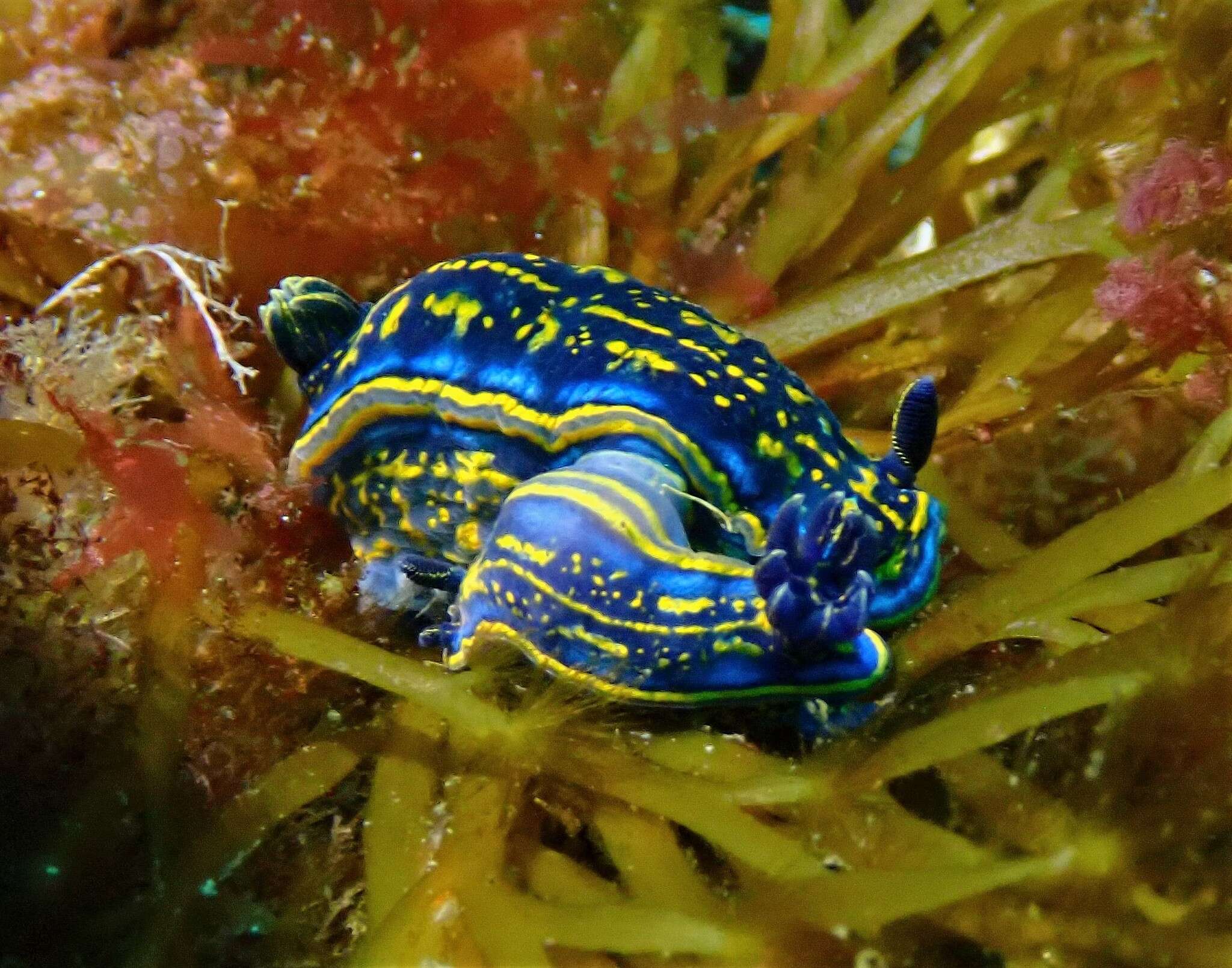 Image of Felimare cantabrica (Bouchet & Ortea 1980)