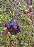 Imagem de Gyromitra tasmanica Berk. & Cooke 1878