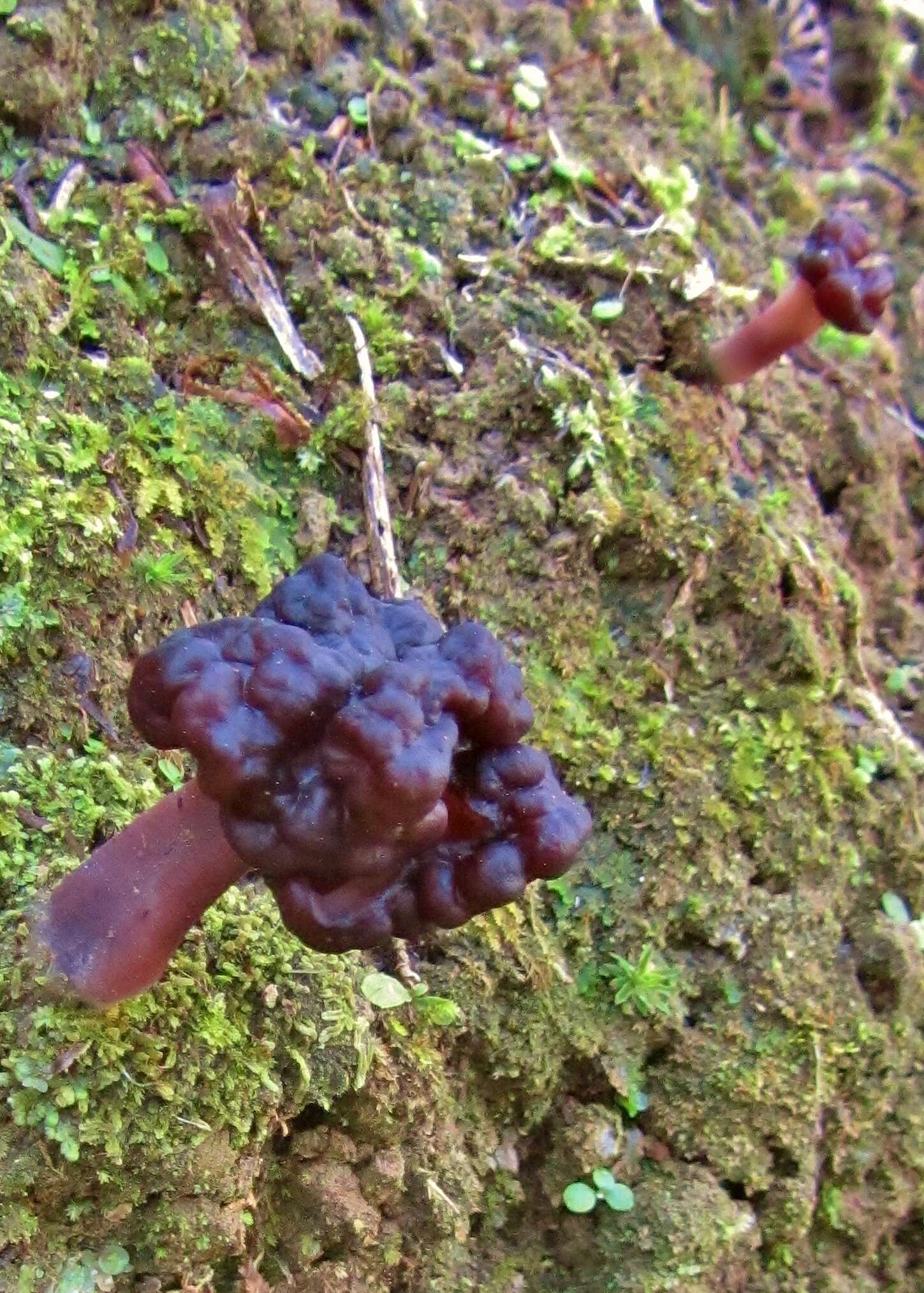 Image of Gyromitra tasmanica Berk. & Cooke 1878