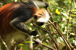 Image of Kirk's Red Colobus