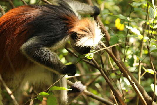 Plancia ëd Piliocolobus kirkii (Gray 1868)