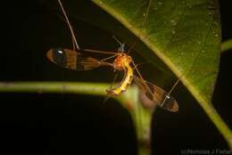 Image of Dapanoptera richmondiana Skuse 1896