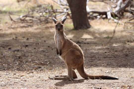 Image of Macropus fuliginosus melanops Gould 1842