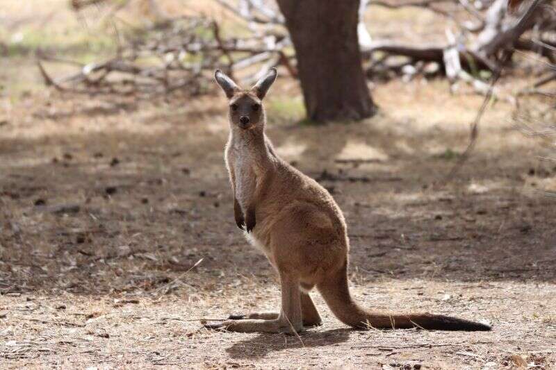 Macropus fuliginosus melanops Gould 1842 resmi