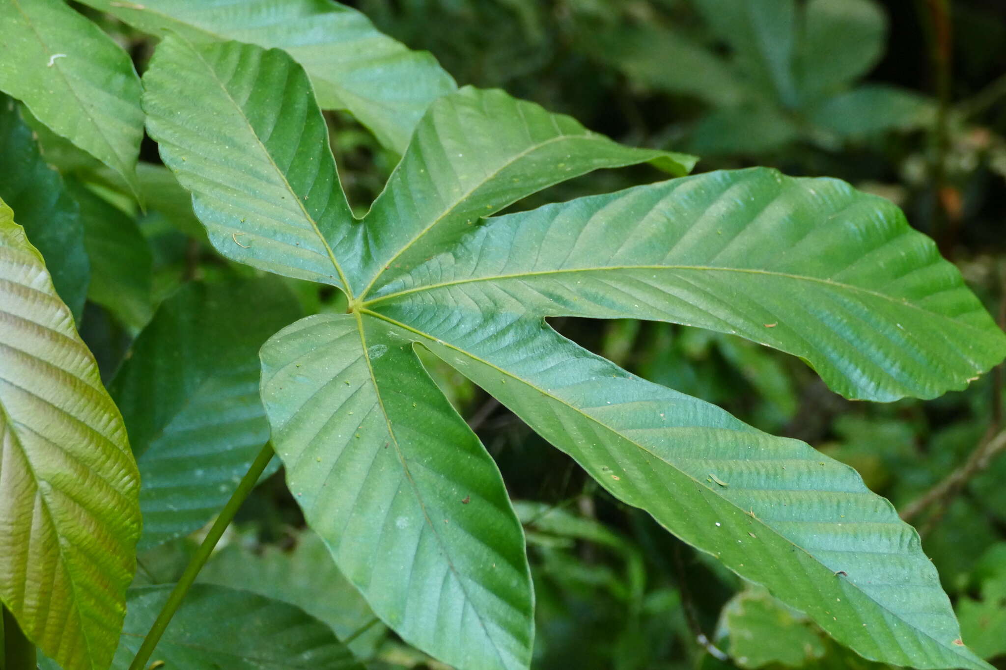 Image of Pourouma bicolor C. Mart.