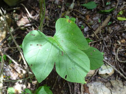 صورة <i>Ipomoea peteri</i>