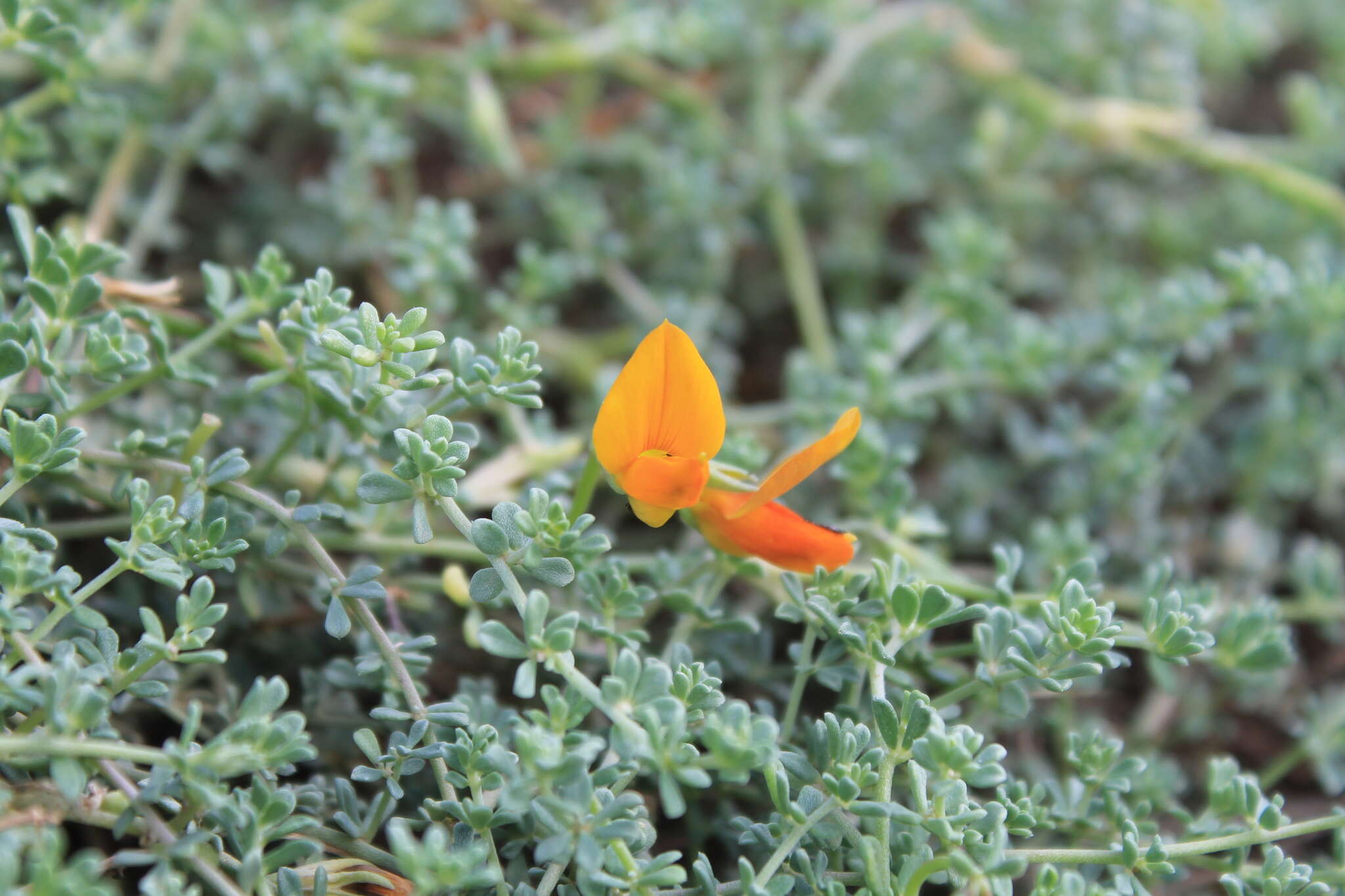 Image of Lotus glaucus Sol.