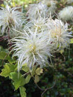 Image of pipestem clematis