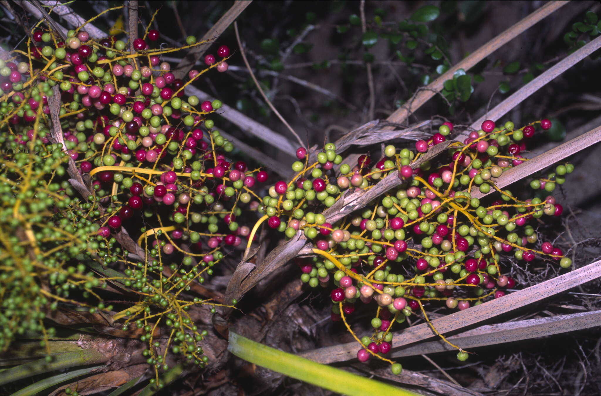 Image de Coccothrinax argentata (Jacq.) L. H. Bailey