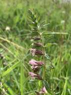 Image of red bartsia