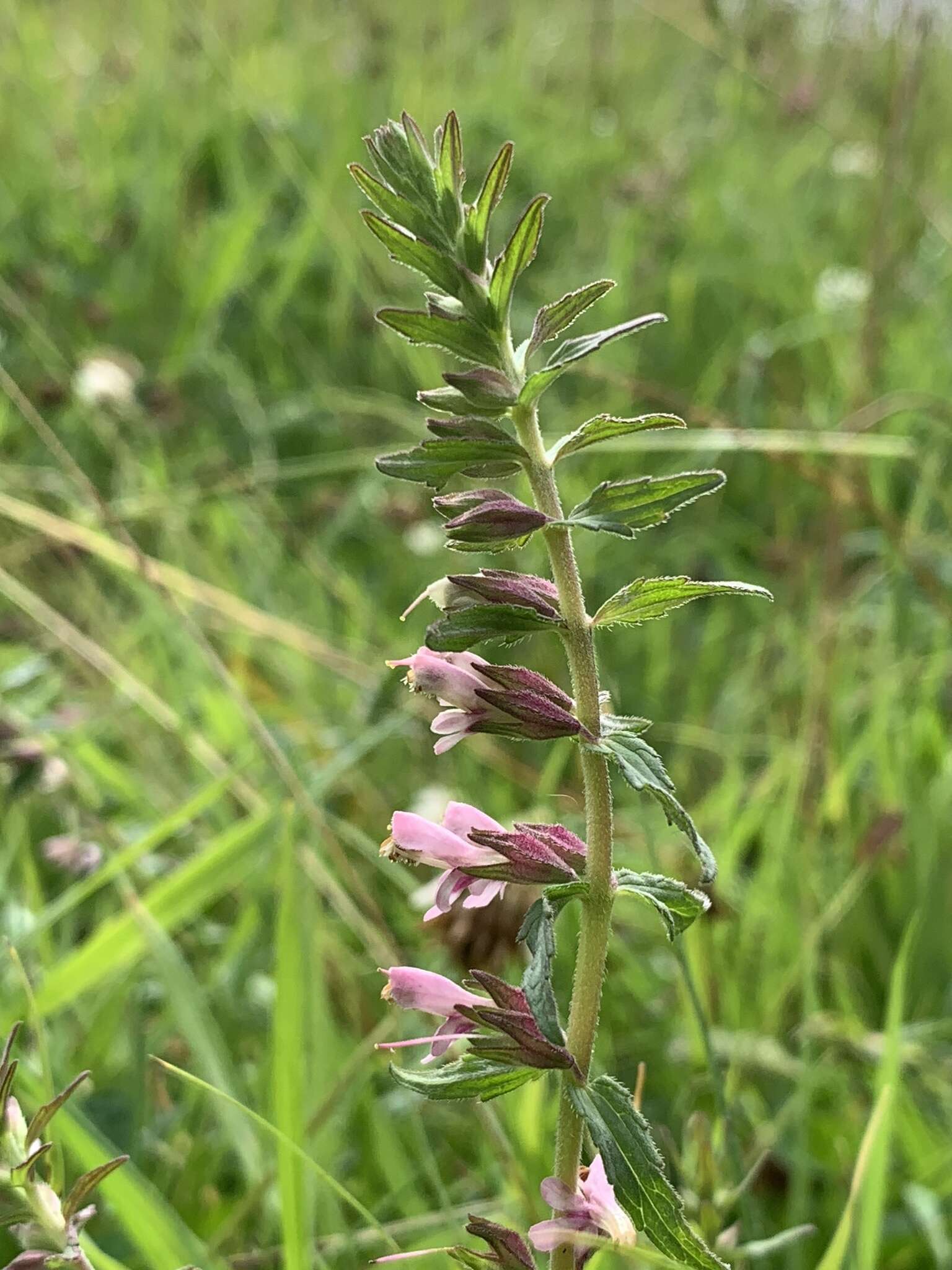 Image of red bartsia