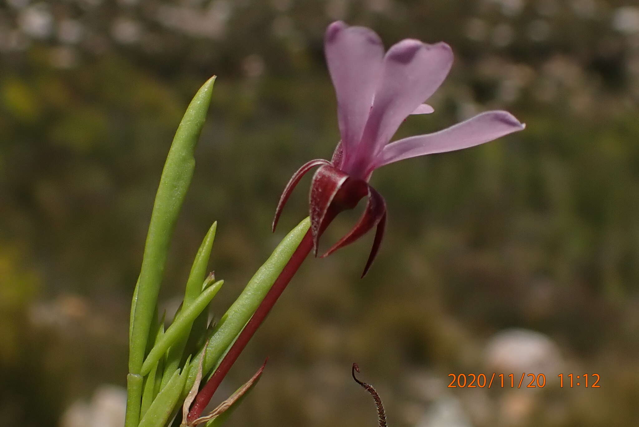 Image of Pelargonium laevigatum subsp. laevigatum