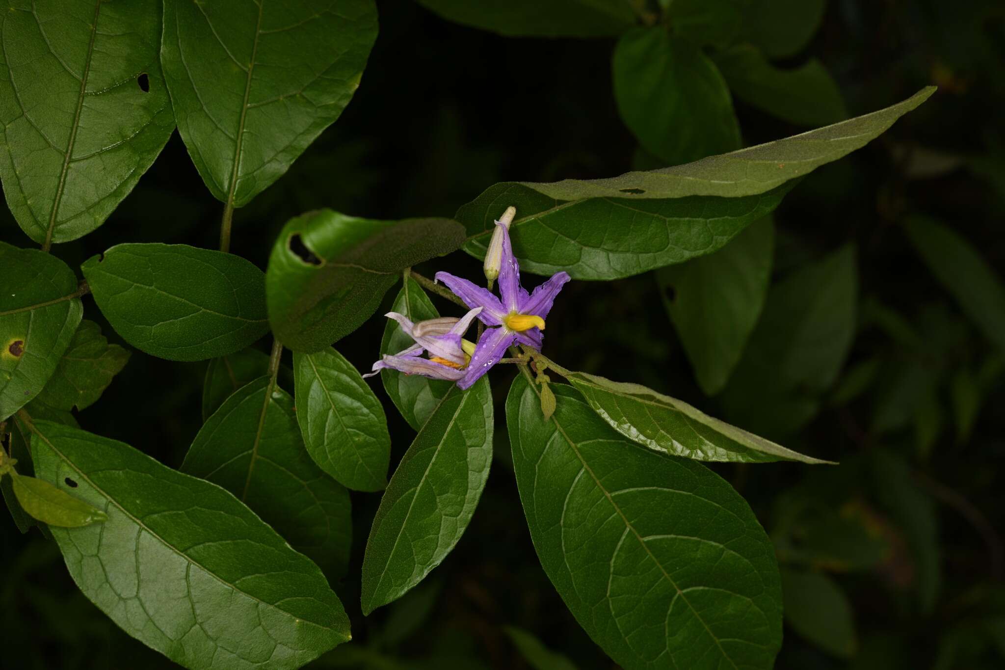 Image of Solanum subinerme Jacq.