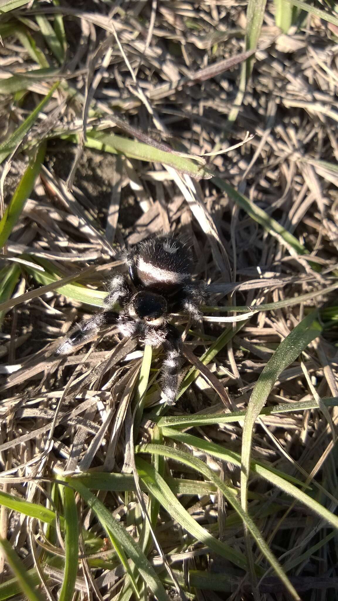 Image of Regal Jumper