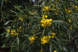 Image of orange wattle