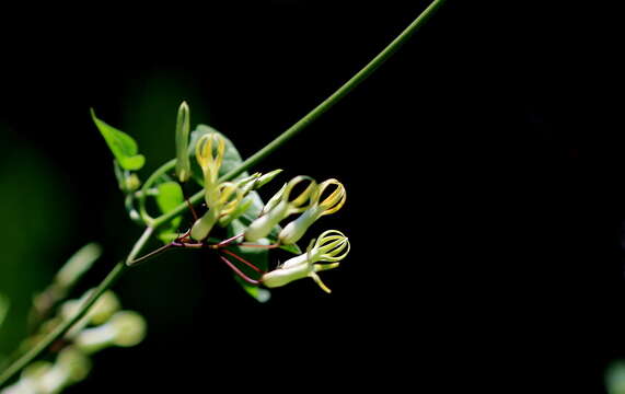 Image de Riocreuxia polyantha Schltr.