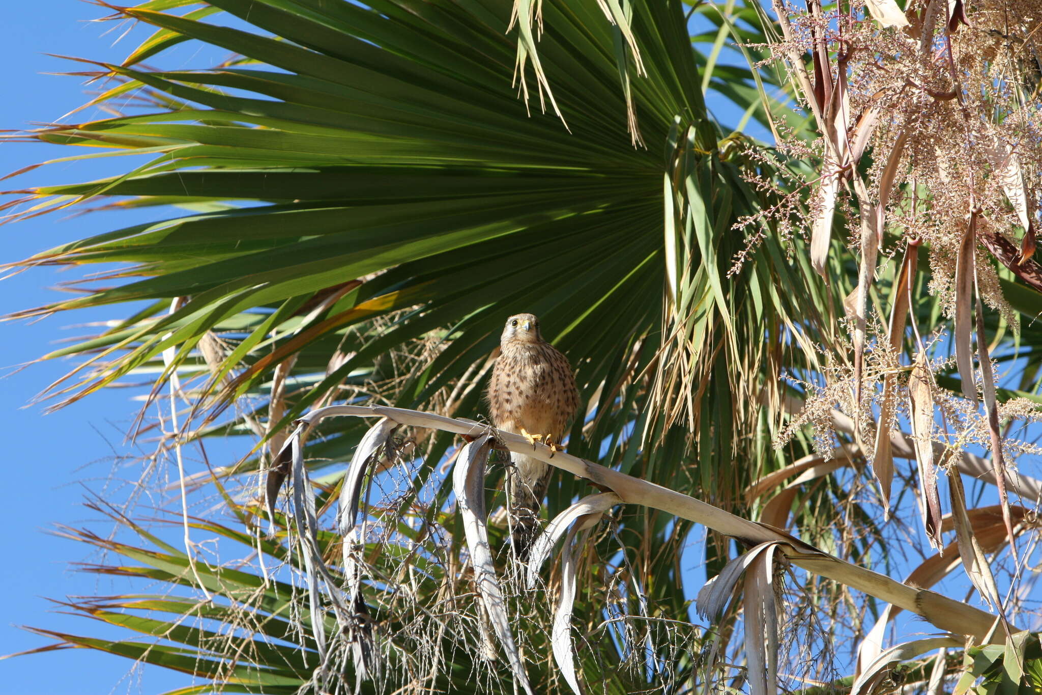 Image of Falco tinnunculus canariensis (Koenig & AF 1890)