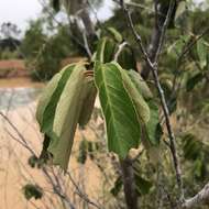 Image de Pterospermum suberifolium (L.) Lam.