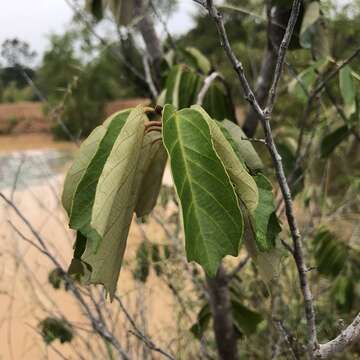 Imagem de Pterospermum suberifolium (L.) Lam.