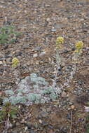 Image of Artemisia lagopus Fisch. ex Bess.