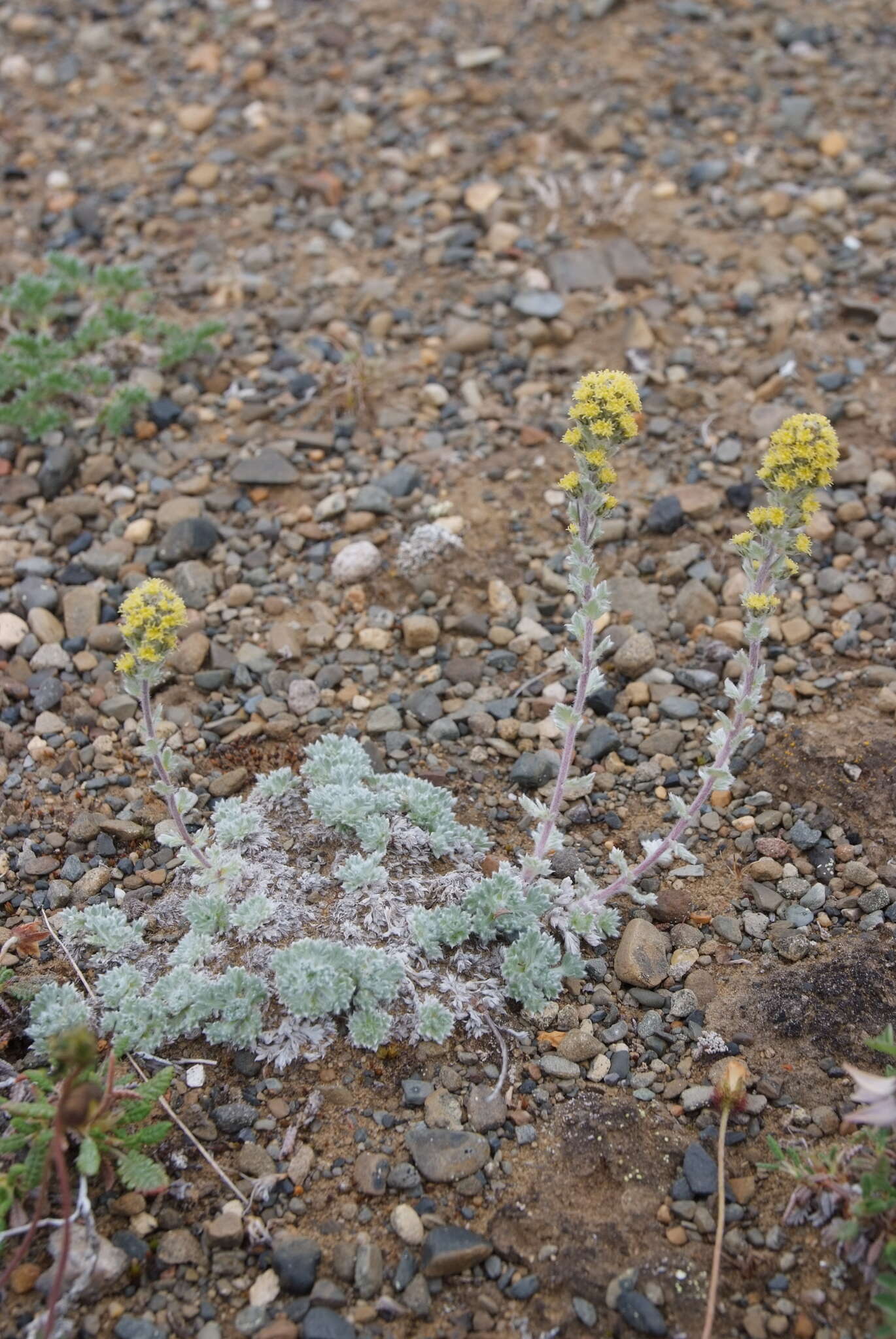 صورة Artemisia lagopus Fisch. ex Bess.