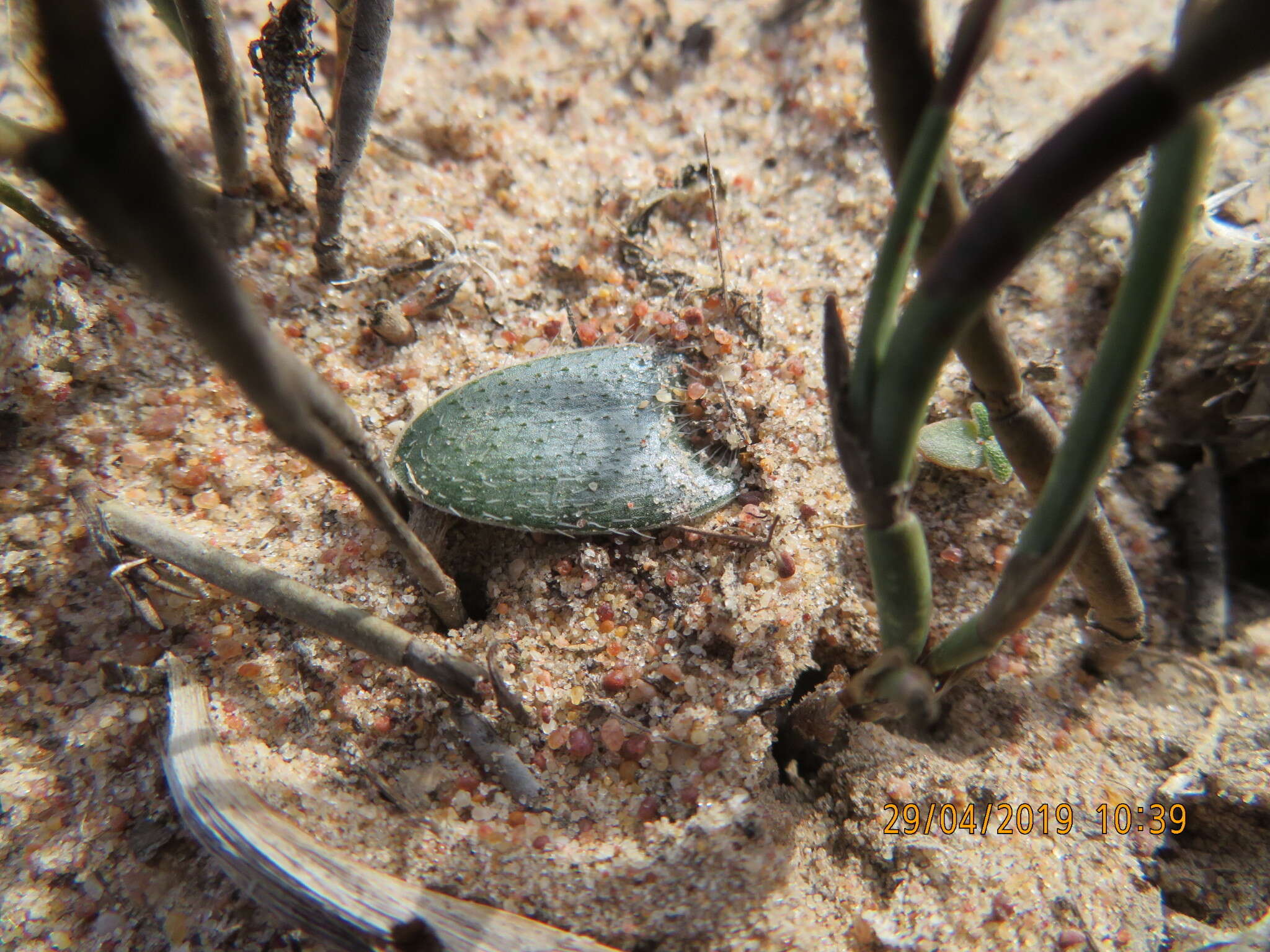 Image of Ornithogalum hispidum Hornem.