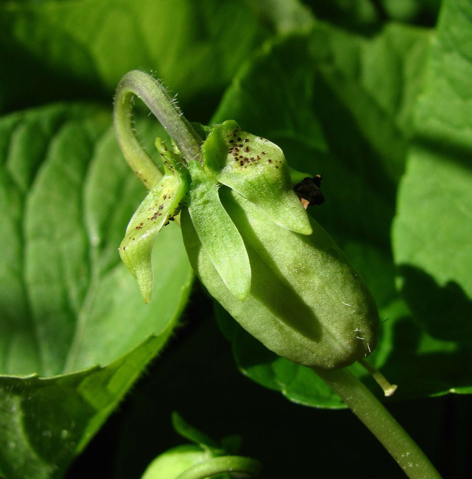 Image of Puccinia violae (Schumach.) DC. 1815