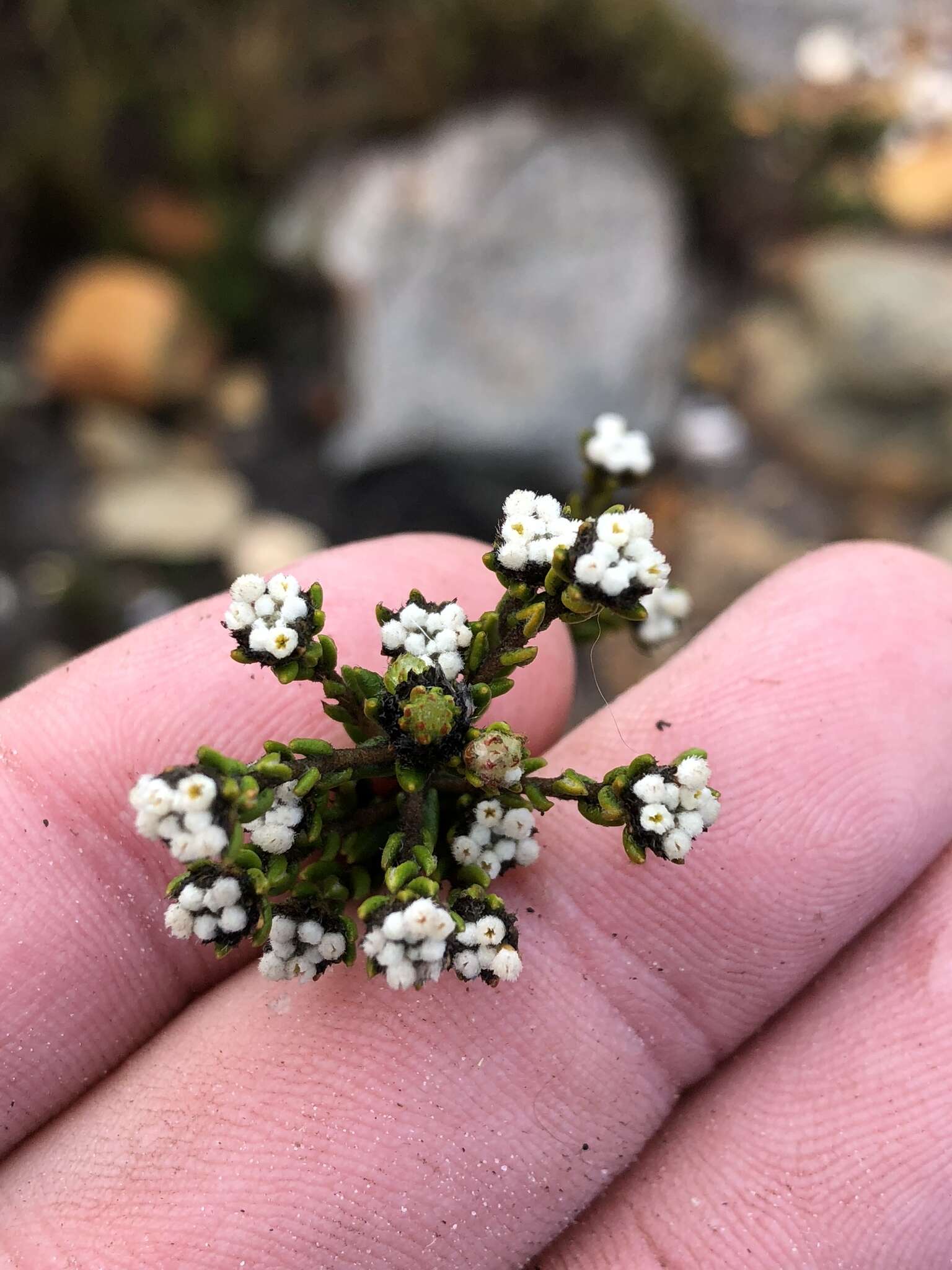 Image of Phylica incurvata Pillans