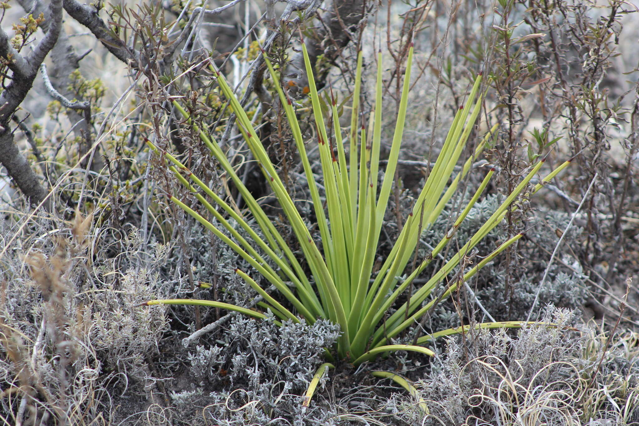 Agave striata subsp. falcata (Engelm.) Gentry resmi