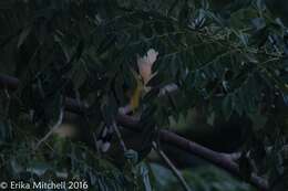 Image of Mangrove Cuckoo