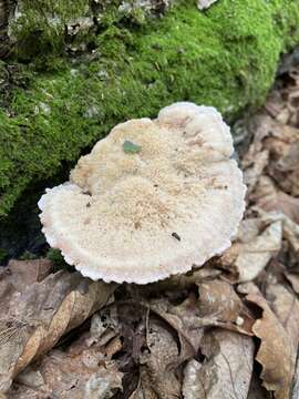 Image of Protodaedalea foliacea (Pat.) Sotome & T. Hatt. 2014