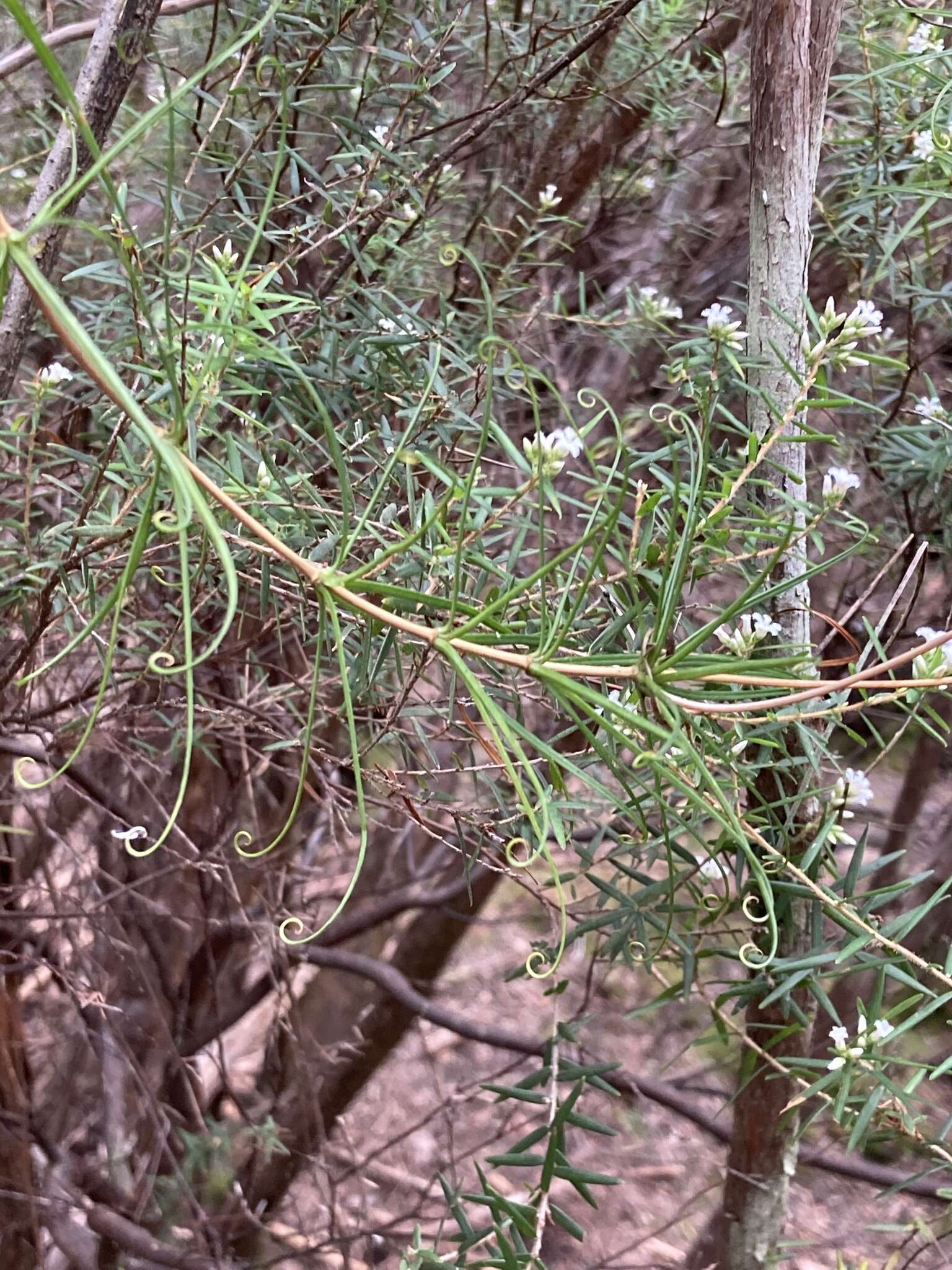 Image of Stylidium nymphaeum Wege