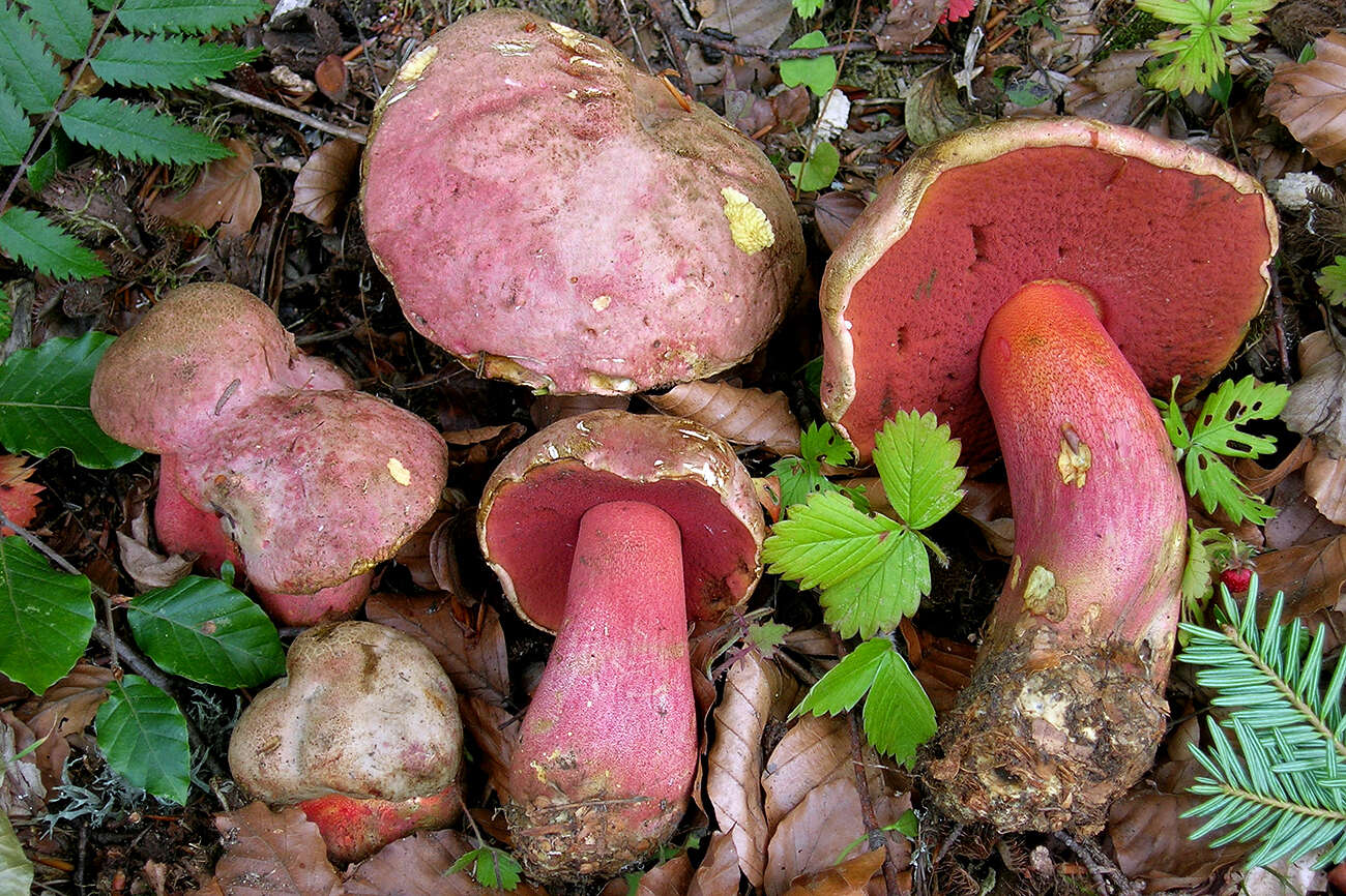 Image of Suillellus rubrosanguineus (Cheype) Blanco-Dios 2015