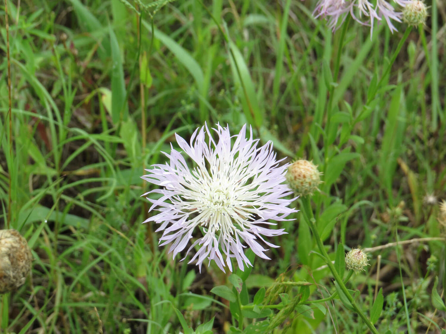 Plancia ëd Plectocephalus americanus (Nutt.) D. Don