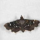 Image de Diathrausta reconditalis Walker 1859