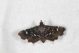 Image of Diathrausta reconditalis Walker 1859